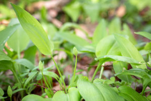 Bärlauchknospen (Allium ursinum)