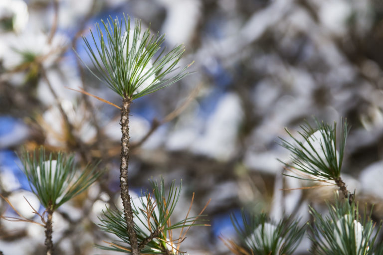 Zirbe, Pinus cembra