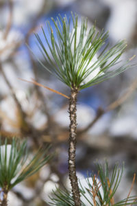 Zirbe, Pinus cembra