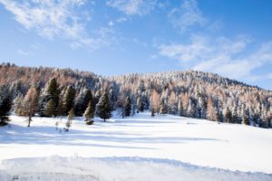 Lungau, Thomtal, Winter, Schneelandschaft, Heimische Harze sammeln, Fichten, Zirben, Lärchen