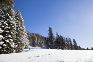 Lungau, Thomtal, Winter, Schneelandschaft, Heimische Harze sammeln