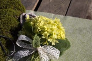 Hohe Schlüsselblume (Primula elatior), Waldschlüsselblume