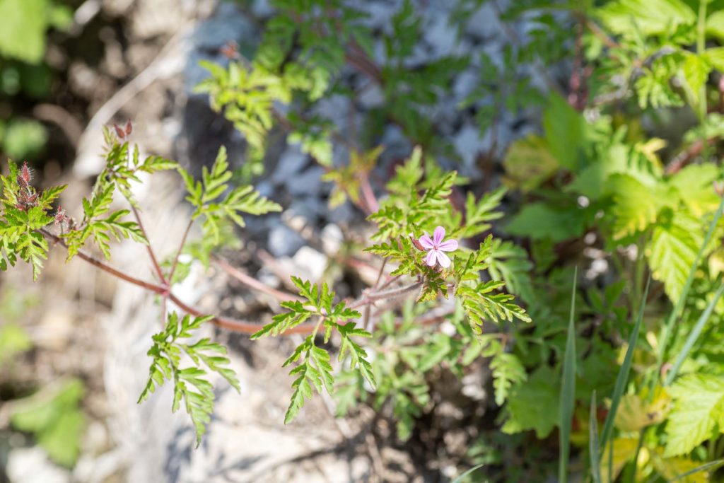 Stinkender Storchschnabel (Geranium robertianum) (Geranium