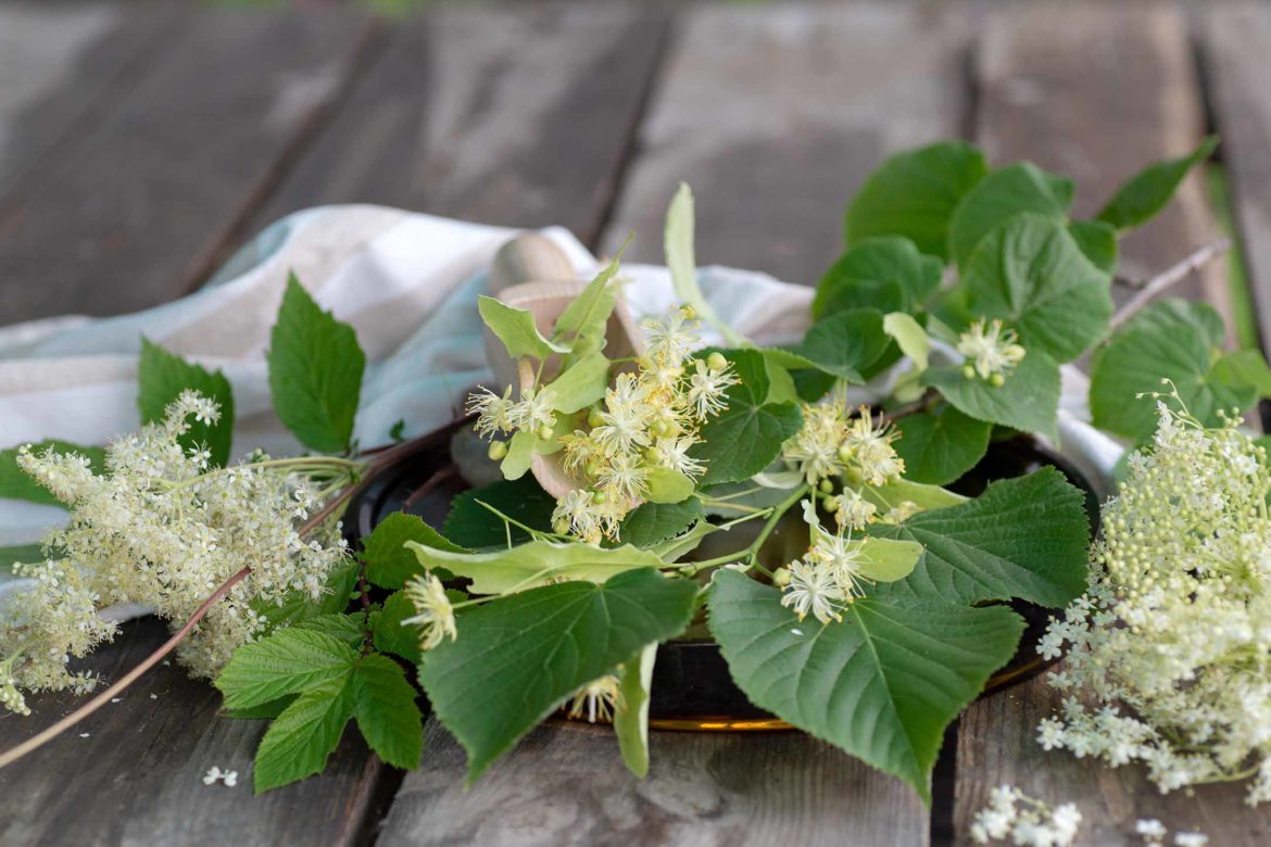 Linde (Tilia sp.), Holunder (Sambucus nigra), Mädesüß (Filipendula ulmaria)