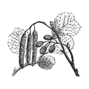 Schwarzerle (Alnus glutinosa)