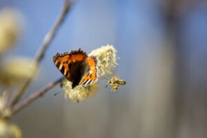 Weidenkätzchen: Insektenweide mit Pollen und Nektarangebot